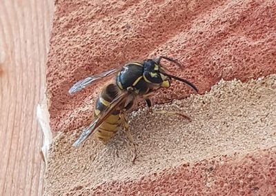Wasp Pest Control