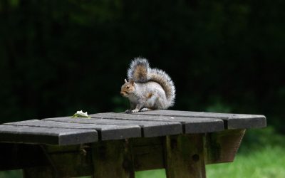 How To Get Rid Of Squirrels In Your Garden
