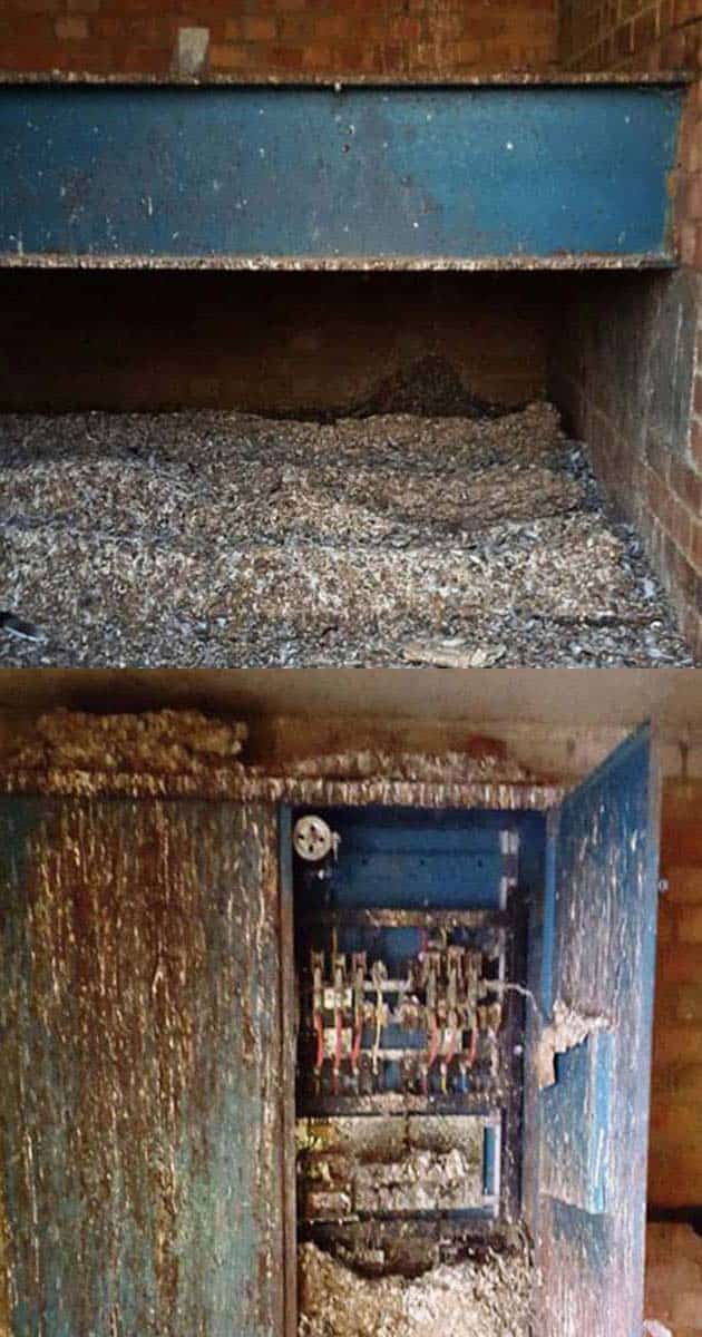 Pigeon-dropping-clean-up