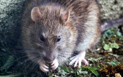 Rat Removal Do’s & Don’ts