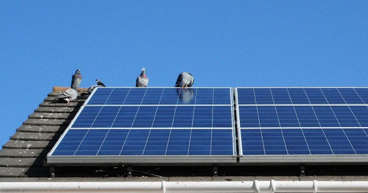 Solar-Panel-Pigeon-Problems