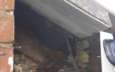 Humane Squirrel Removal