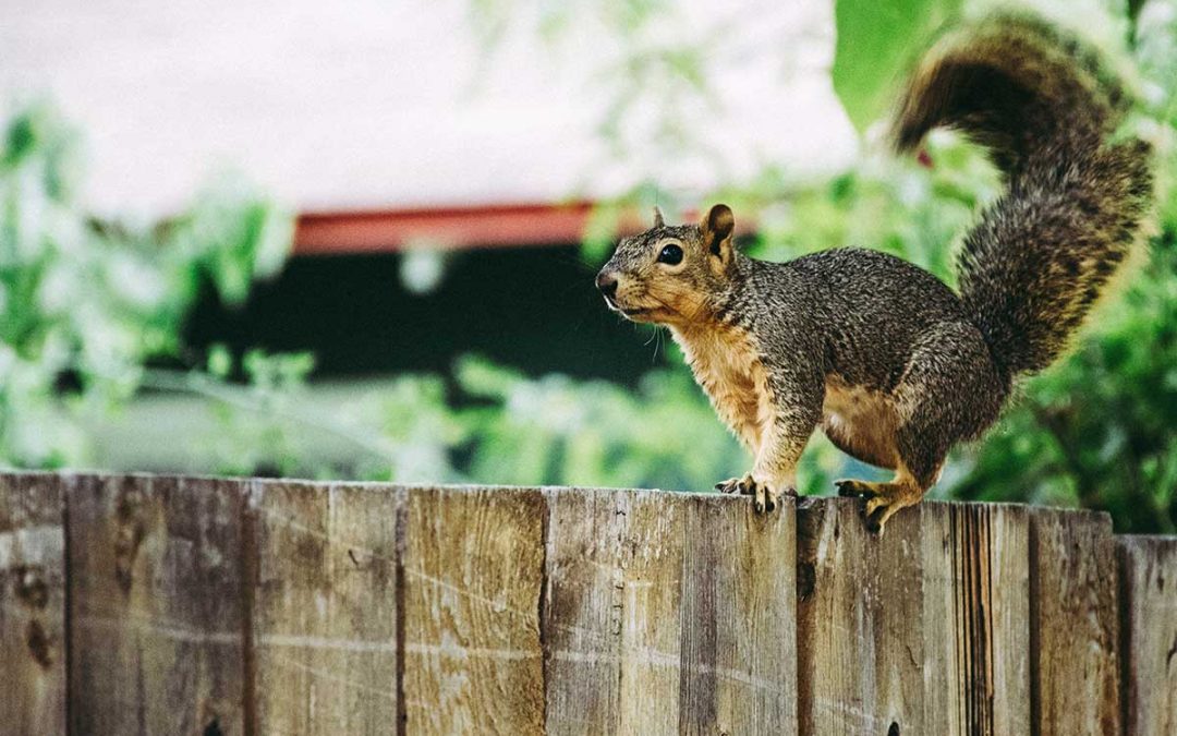 Squirrel Removal Advice For Bedford Residents