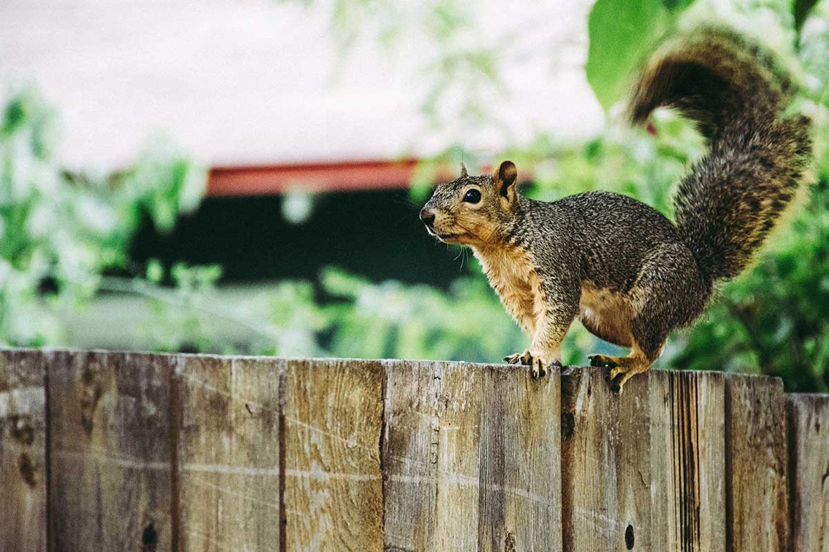 Squirrel-Removal-Advice-For-Bedford-Residents