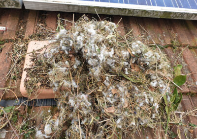 Squirrels dray_nesting material