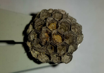 Wasp Larvae from a nest