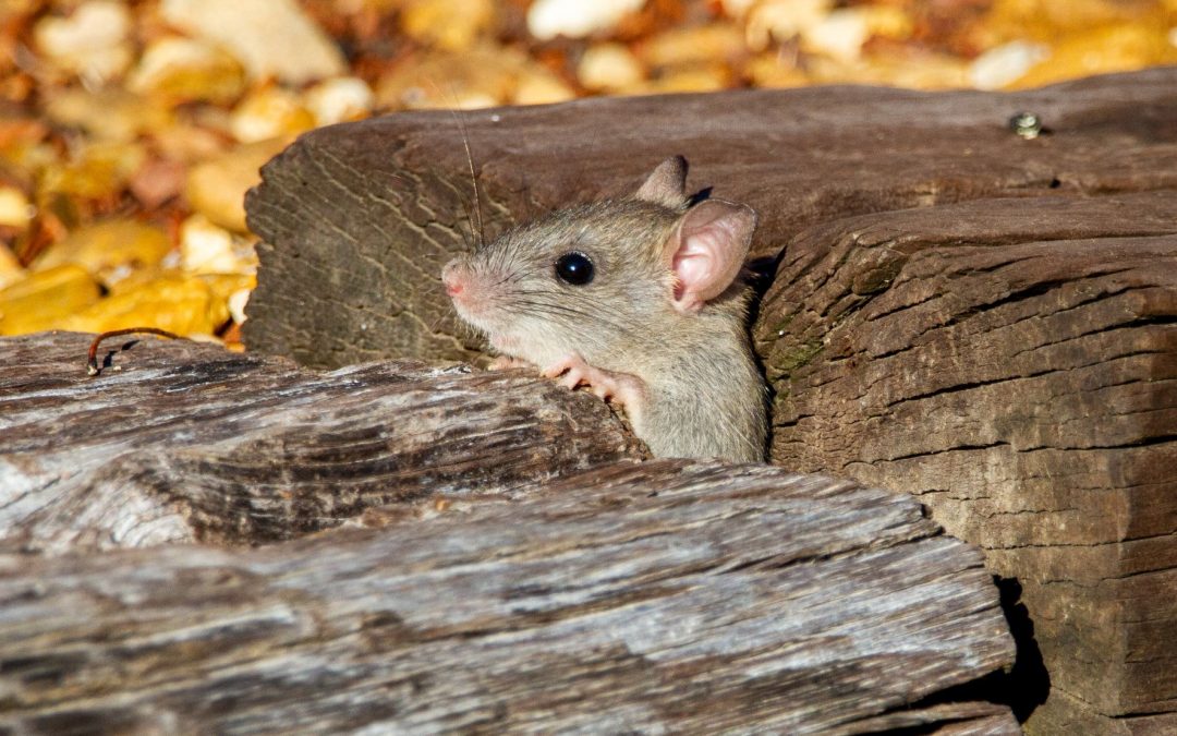 Some Essential Tips When It Comes To Mice Removal