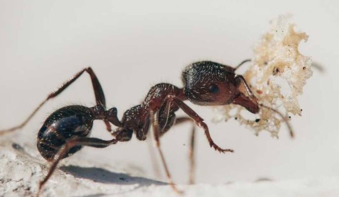 PestWatch June – Ants