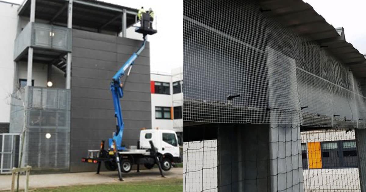 schools-out-permanently-for-pigeons schools-out-permanently-for-pigeons