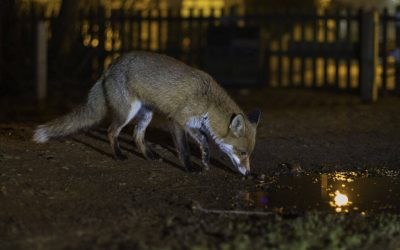 Urban Foxes
