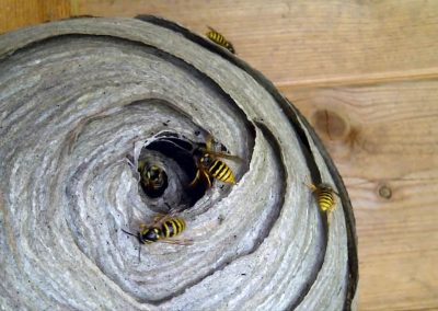 Wasps Nest Building